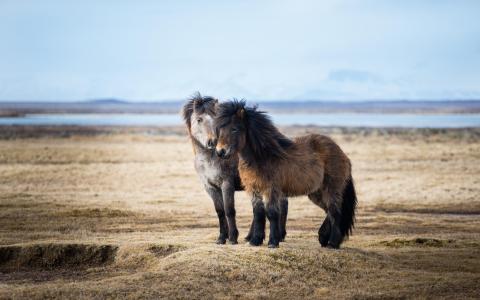冰岛，自然，夫妇，马，小马