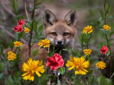 自然，狐狸，鲜花，看