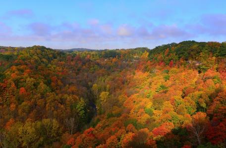 秋天，颜色，森林，树木，性质