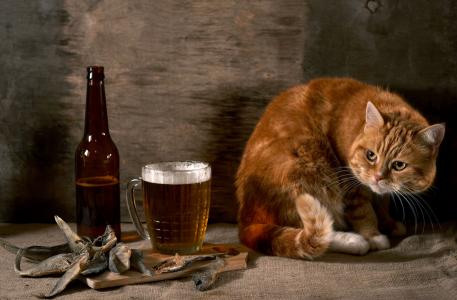 红色的猫，啤酒，balyk，静物，猫，玻璃