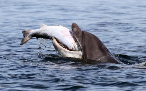 Moray Firth，Mori Firth Bay，海豚，宽吻海豚，鱼，鲑鱼，猎物
