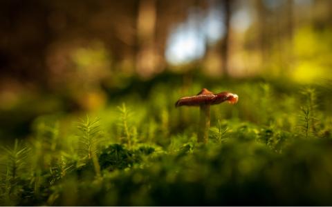 宏，蘑菇，草，模糊的背景