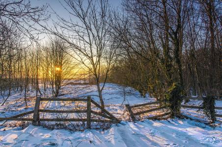 冬天，日落，围栏，树木，景观