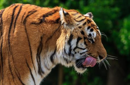 老虎，野猫，脸，侧面，舌头