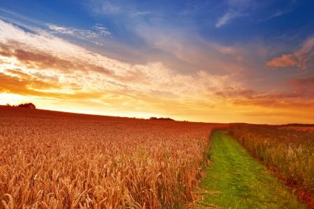 场，小麦，耳朵，路，草，天空