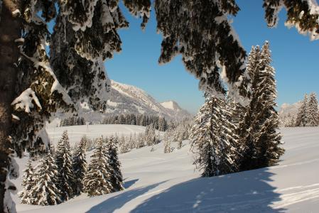 冬天，瑞士，卢塞恩，雪，树，云杉
