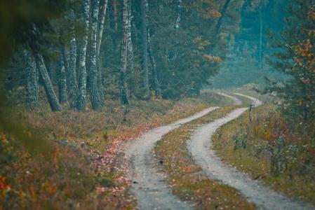 道路，秋季，森林，景观