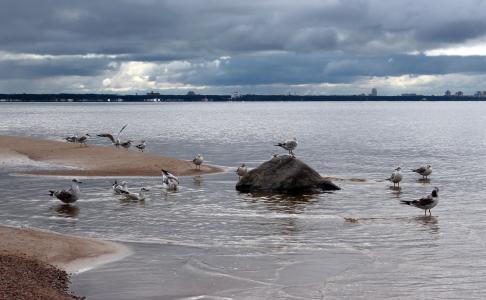 波罗的海，海，岸，海鸥，景观