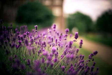 鲜花，薰衣草，紫色，植物