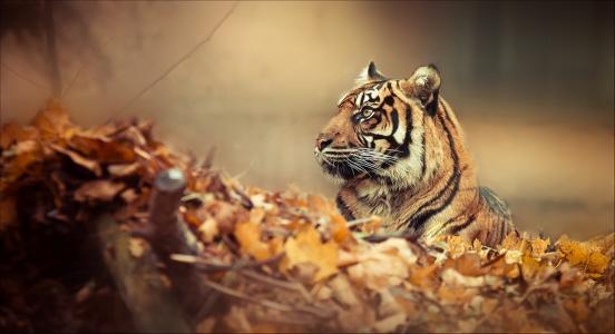 老虎，自然，森林