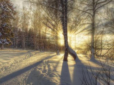 景观，自然，冬天，路，森林，太阳，光线