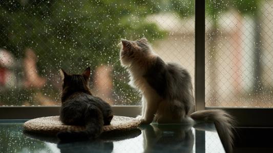 窗口，猫，房子，雨