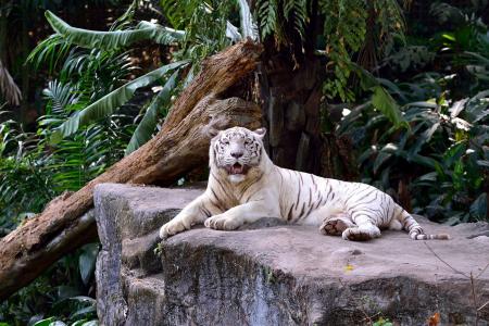 白虎，老虎，野猫，捕食者，丛林，石头，岩石，休息