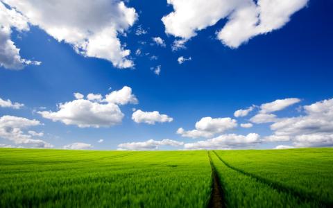 绿色的田野,条纹,天空