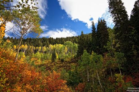 秋天，森林，树木，景观