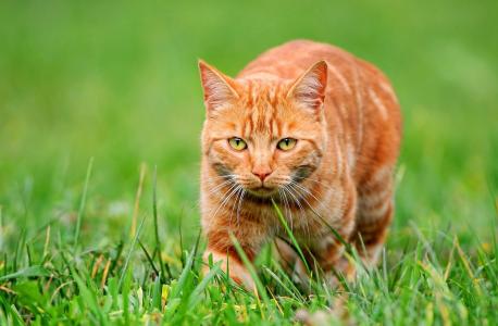 红猫，草，看
