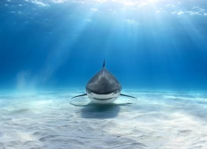 性质，鱼，鲨鱼，水，底部，在水之下，光线