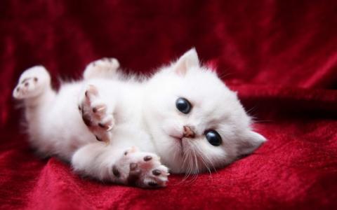 蓬松，白色，小猫，垫，爪