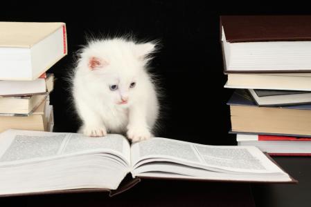 小猫，书