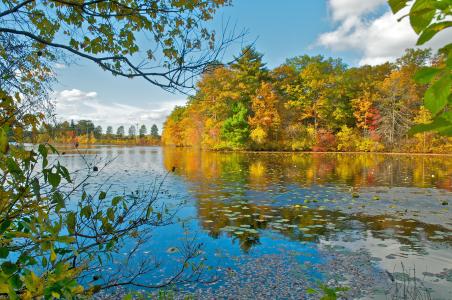 湖，秋天，树，景观