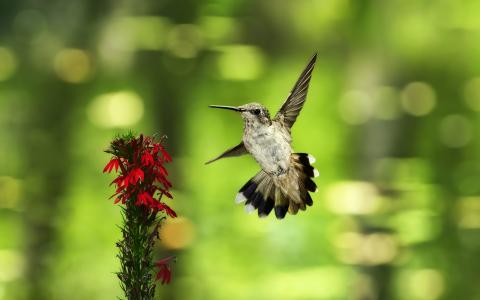 花，鸟，臀部，飞行，colibri，背景