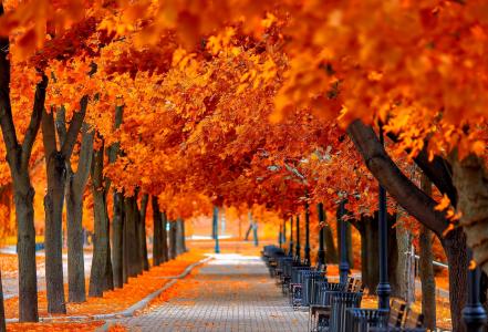 草，秋季，人类发展报告，树木，步行，路，叶子，颜色，公园，性质