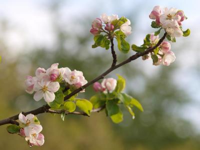 苹果，分支机构，宏，盛开，鲜花，芽，春天，性质