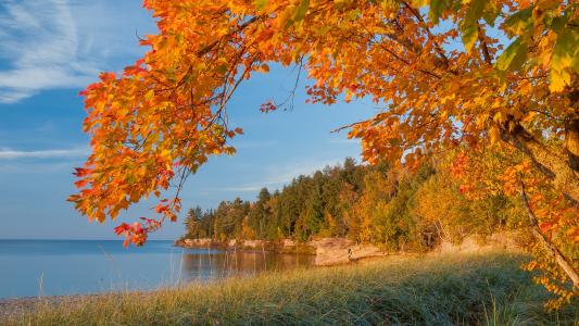 秋天，湖，树，景观，密歇根州