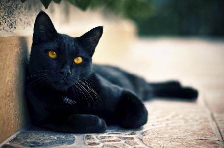 猫，猫，看起来，黑色，猫