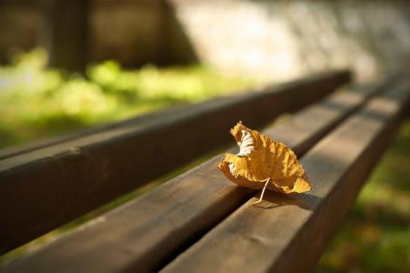 长凳，叶子，秋天