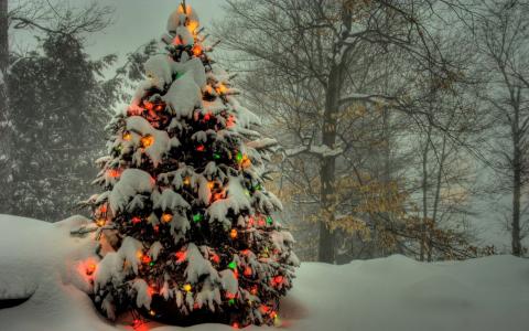 假日，新年，圣诞节，树，森林，雪