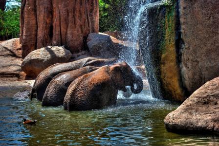 大象，石头，水，淋浴