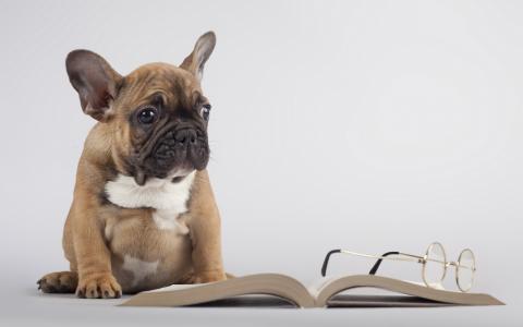 书，狗，眼镜