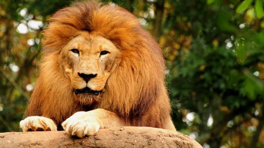 狮子，野兽之王，石头