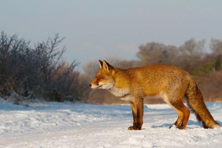 丽莎，冬天，狐狸