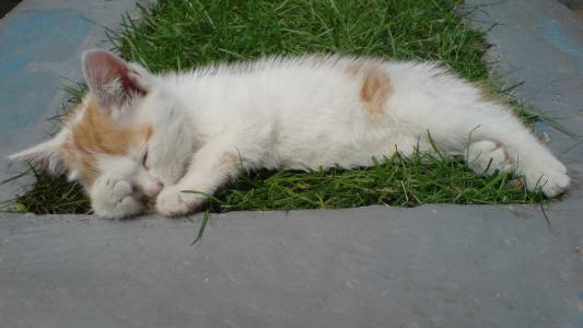 睡觉的小猫，草