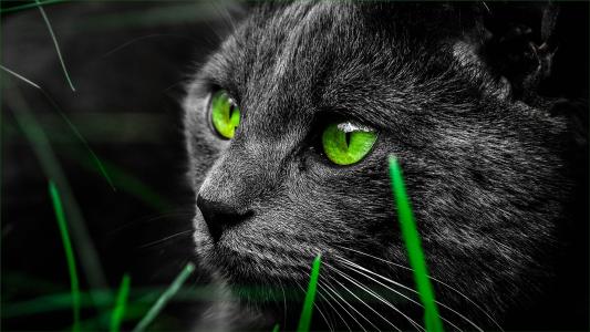 猫，眼睛，草，绿色，特写镜头，黑色，口吻