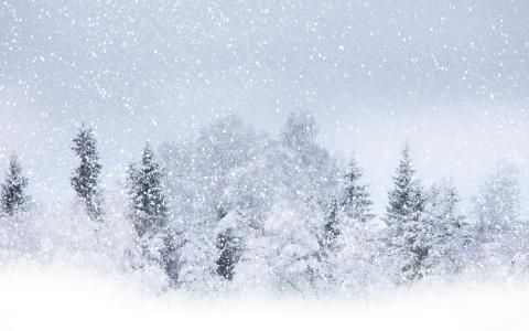 暴风雪，树木，雪