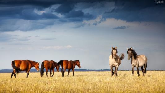马，哈萨克斯坦，优雅，草地