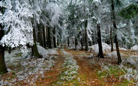 冬天，白霜，森林，树木，小径