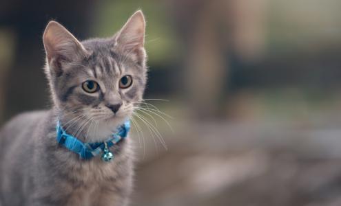 小猫，灰色，衣领