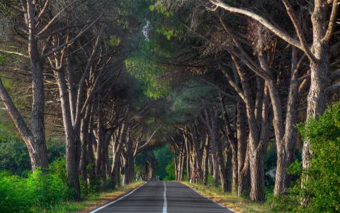 道路，树木，路，自然，景观