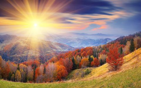 秋天，森林，光线，太阳