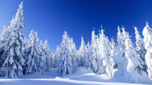 景观，自然，冬天，雪，森林，冷杉，霜