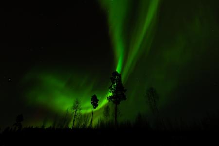 芬兰，芬兰，Jyvaskyla，Jyvaskylan，北极光，北极光，树木，夜，夜，天空，冬天