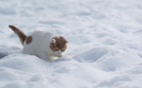 猫，白红，雪，冬天