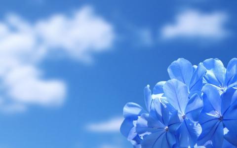 蓝色的花，蓝色的天空