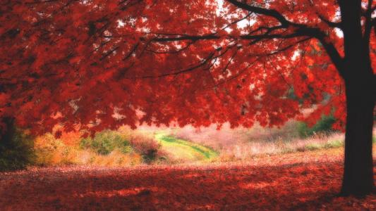 红叶，树木在秋天
