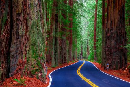 红杉州立公园，加利福尼亚州，美国，道路，森林，树木，性质