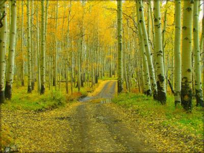 道路，秋季，树木，景观